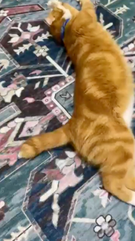 Konten Video Tiktok 4.webp