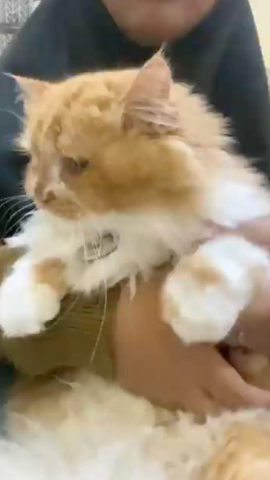 Konten Video Tiktok 8.webp
