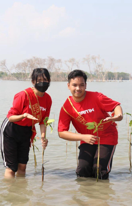 mangrove.webp