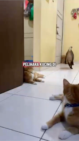 Konten Video Tiktok 2.webp